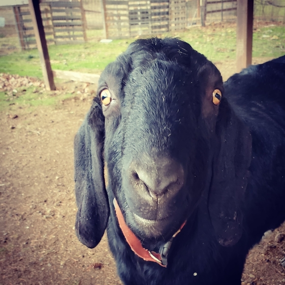 Jimmy Buffett Margaritaville Long Sleeve T-Shirt, Key West Pirates, Vintage - Picture 8 of 8